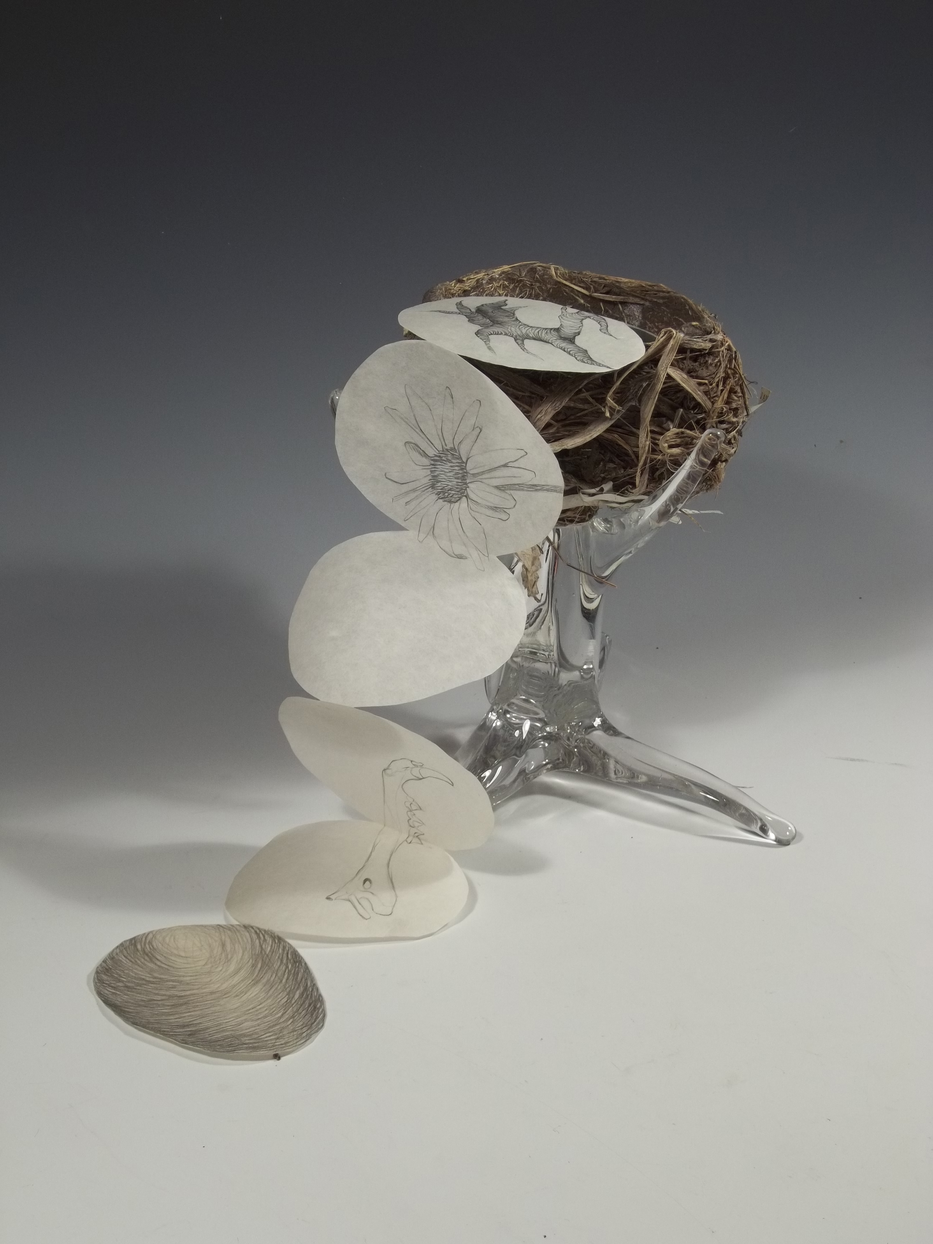 A light-weight, handmade paper accordion book flutters downward from a bird's nest in "Before We Were Born: Nest" by Andrea Peterson.  The thin pages of the book contain drawings; the bottom of the nest, a mammilian jawbone, a daisy, and a root.  A glass three-clawed stand holds the nest in its perch above a white table.