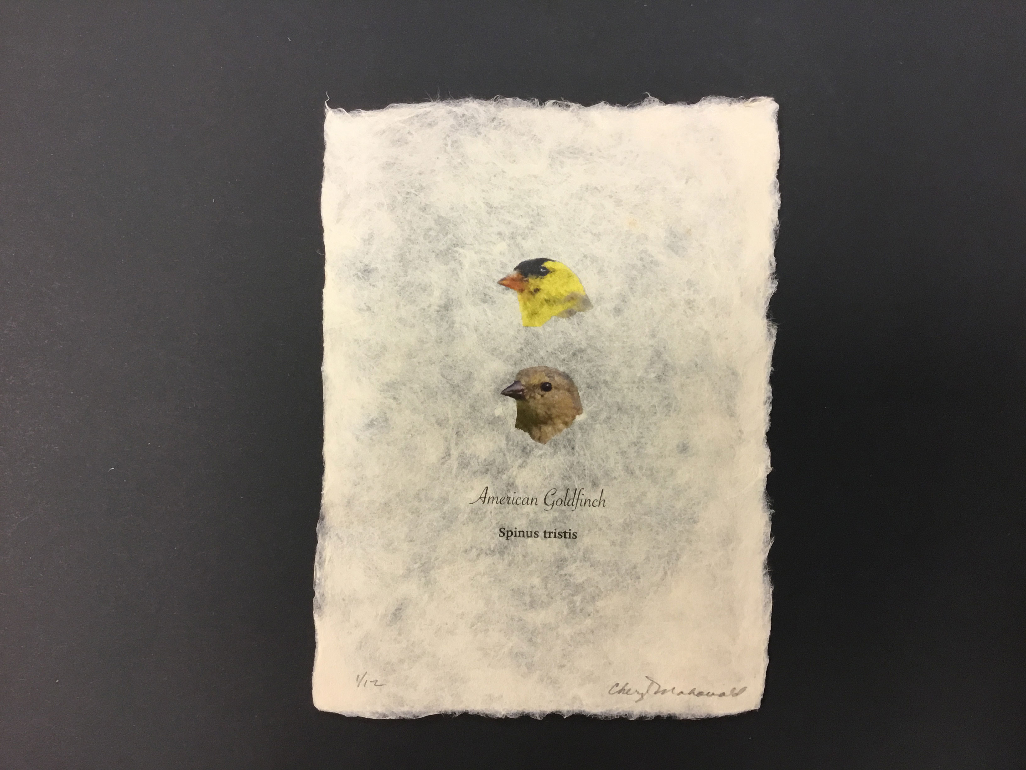 This piece, entitled “Spinus tristis”, is made from a handmade sheet of beige Philipine Gampi paper and has two American Goldfinch heads printed on it in the middle. The text on the sheet reads “American Goldfinch” and “Spinus tristis” underneath.