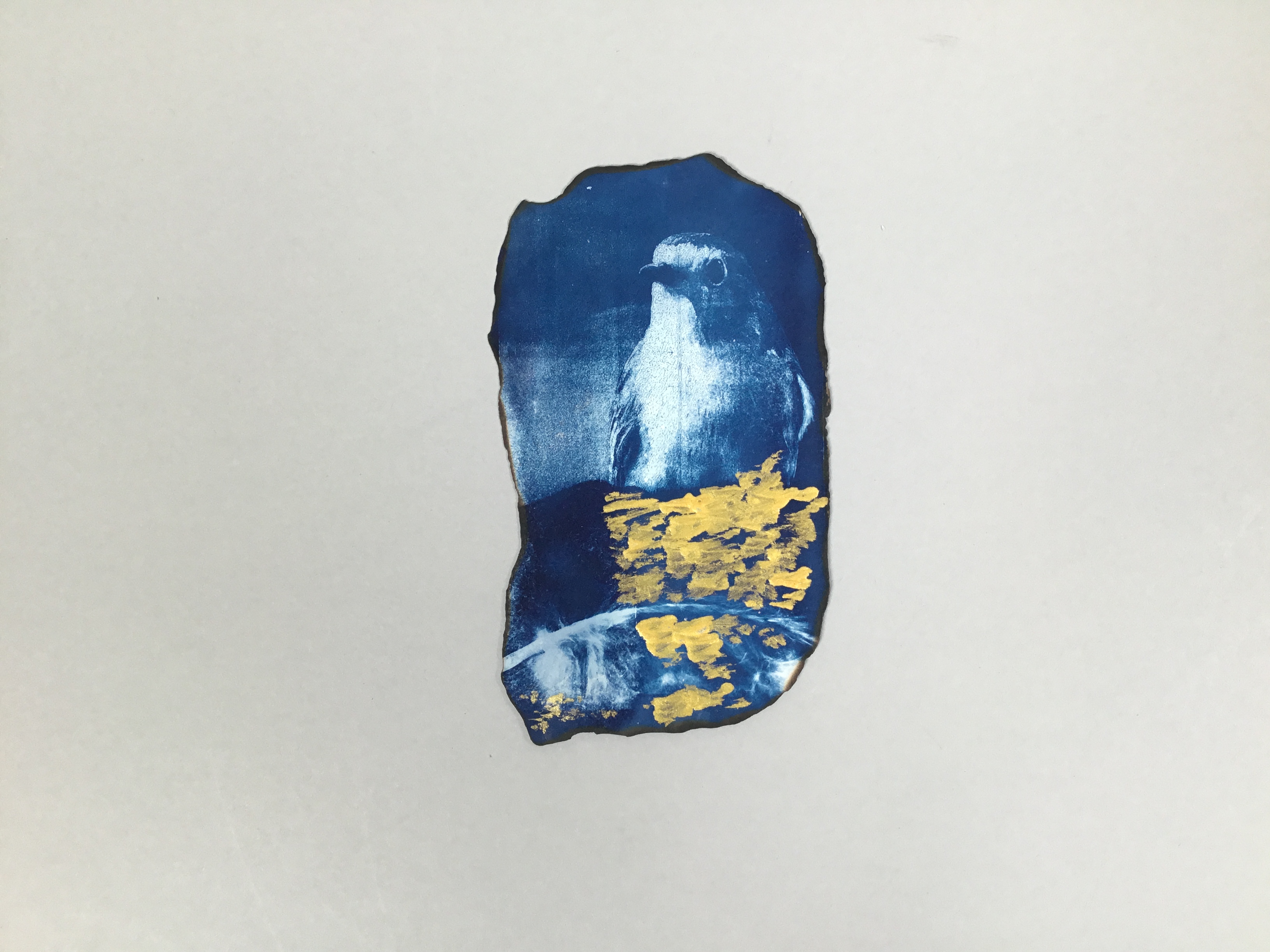 This stunning piece is a semi-rectangular cyanotype (blue) print of a upper half of a bird. The lower half of the bird is made up of gold paint strokes that follow its silhouette.