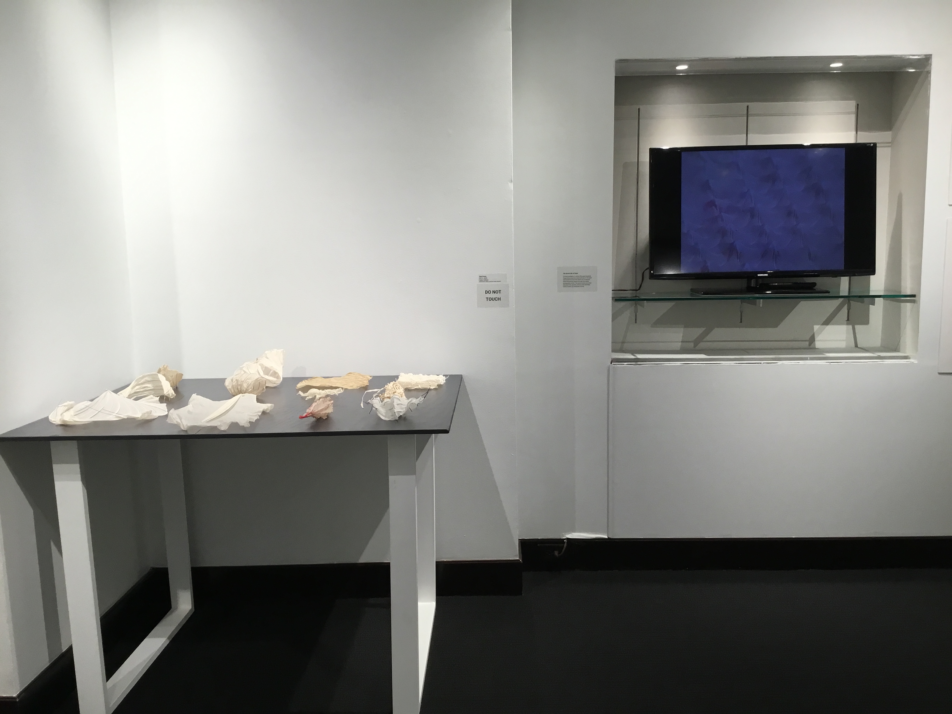 Gallery view. On the left, Helen Hiebert's Specimens series, a collection of shrunken abaca experiments, displayed on a table. On the right, a video screen displaying the film the Secret Life of Paper. 