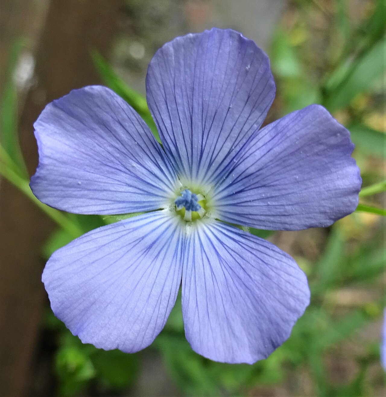 A Common Flax or Linseed (Linum usitatissimum) flower. Chapeltoun North Ayrshire.
