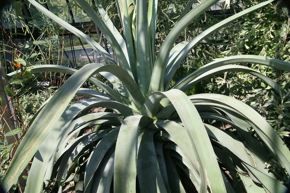 Agave plant with long green leaves