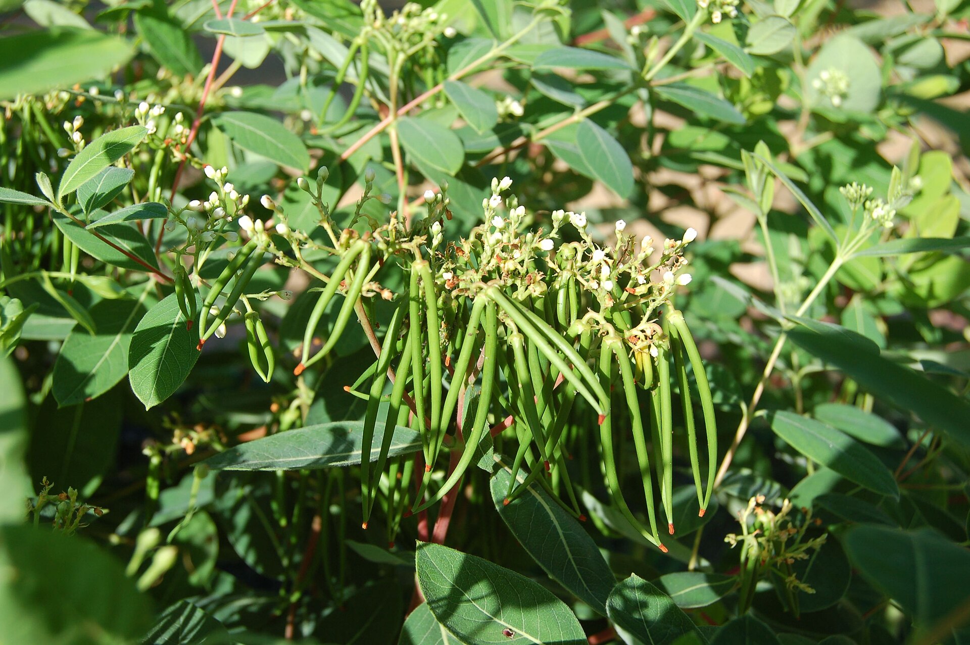 Indian Hemp Plant