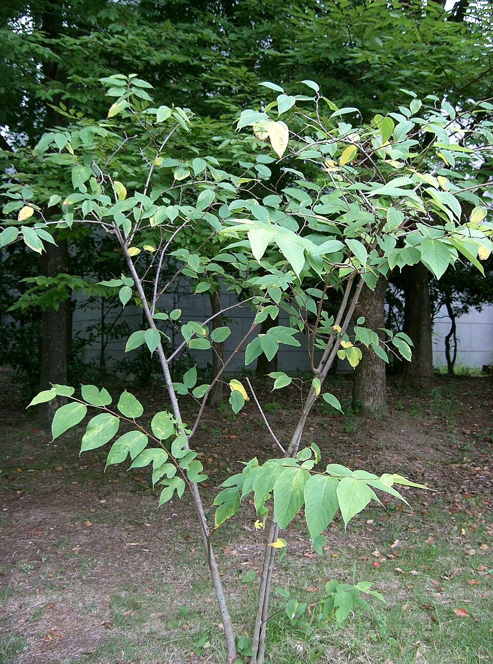 Image of young Broussonetia Kazinoki Tree