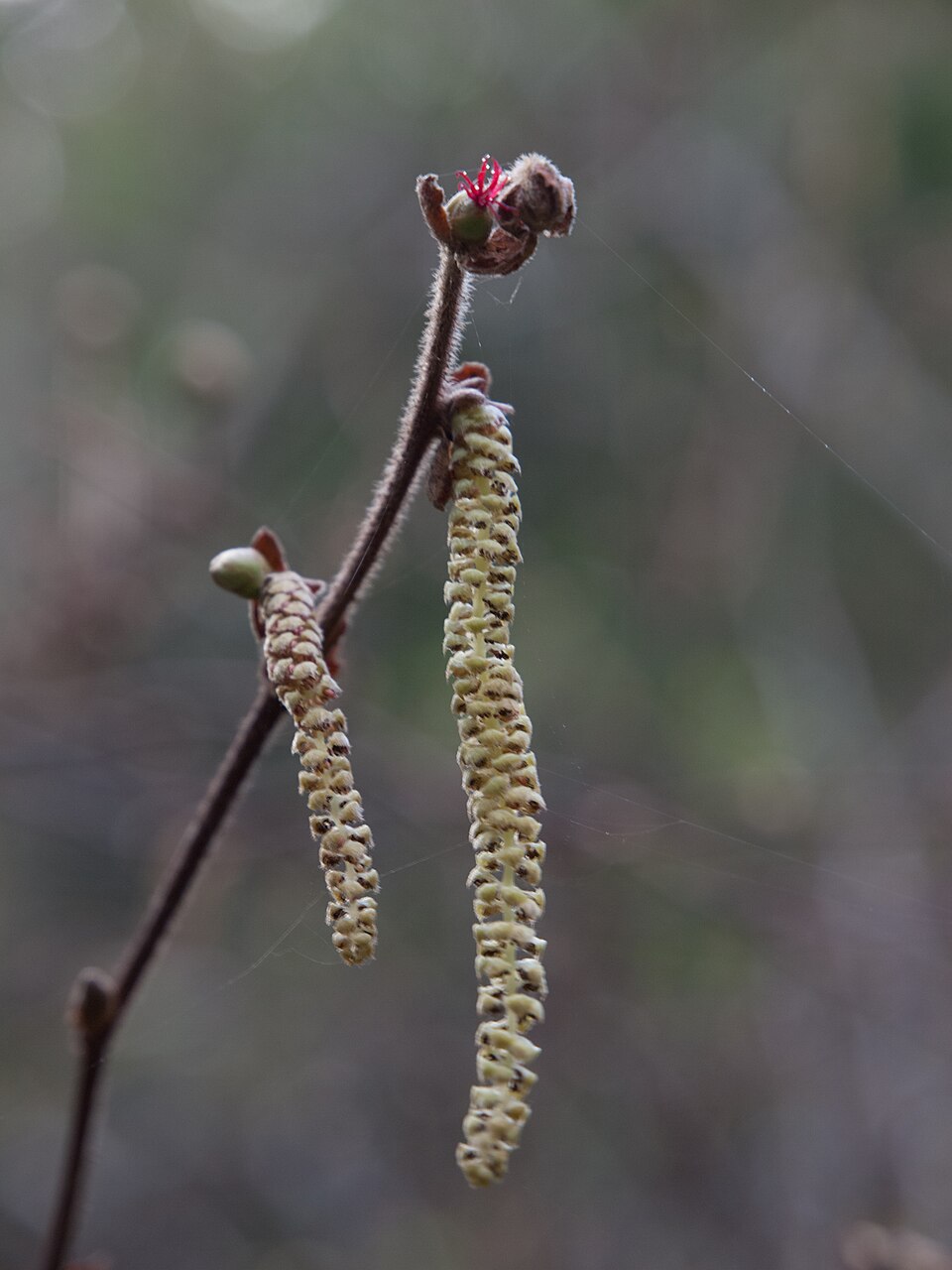 Seed pod of hazelnut tree hanging off the end of a branch