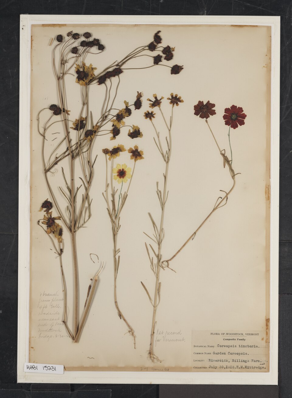 Botanical Illustration Coreopsis