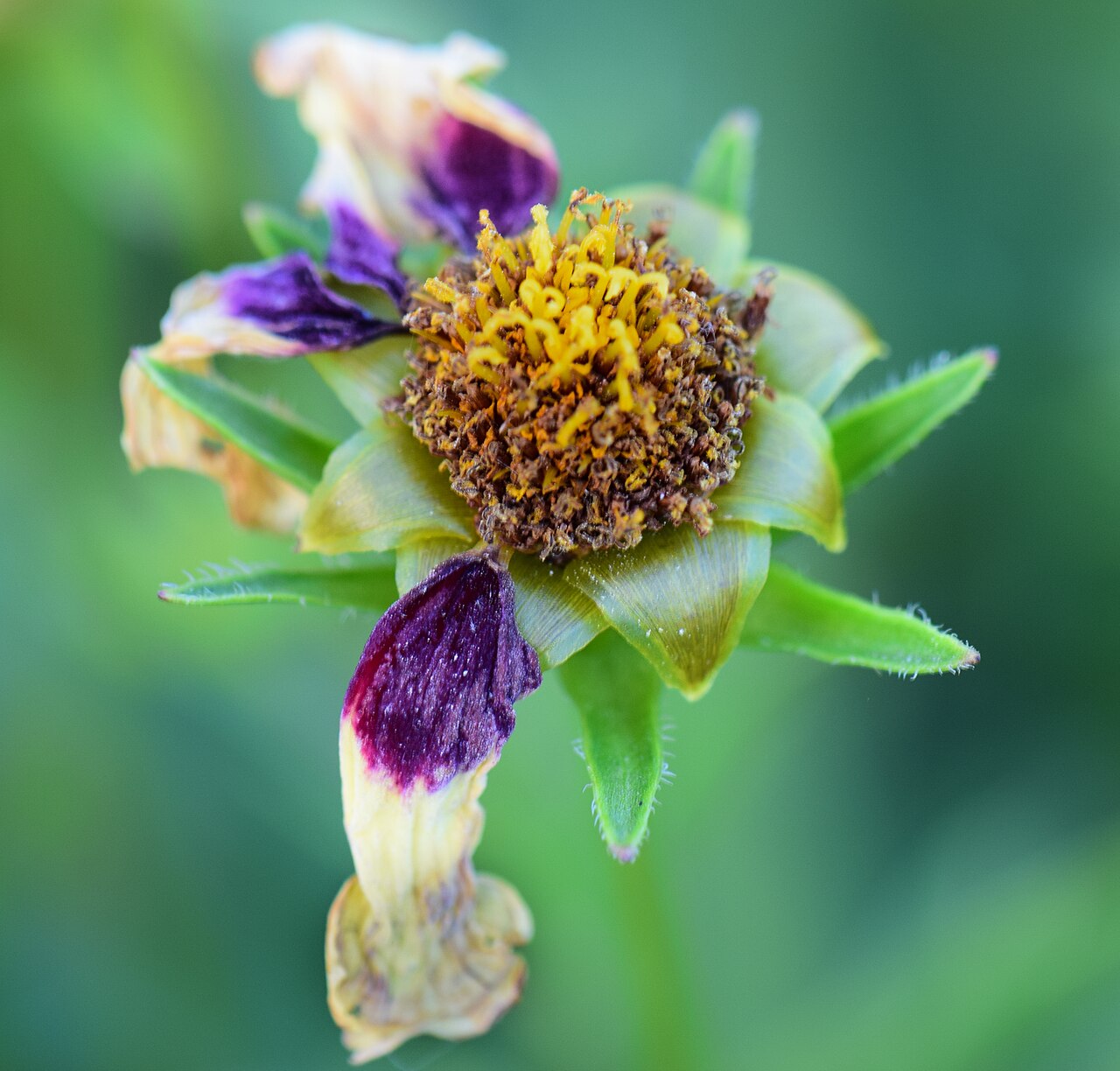 Opened flower with petals falling off