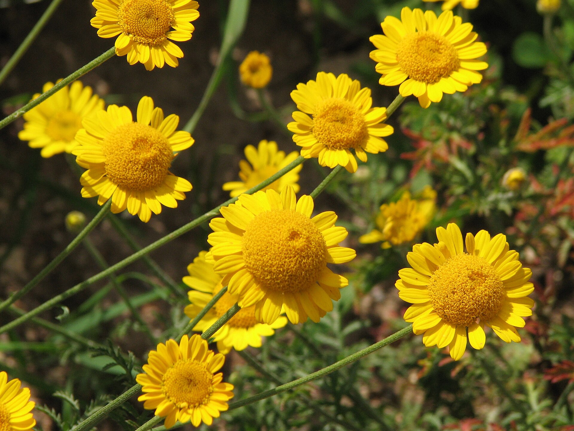 Anthemis tinctoria. From the collection of the Main Botanical Garden of Academy of Sciences in Moscow (perennials plot).