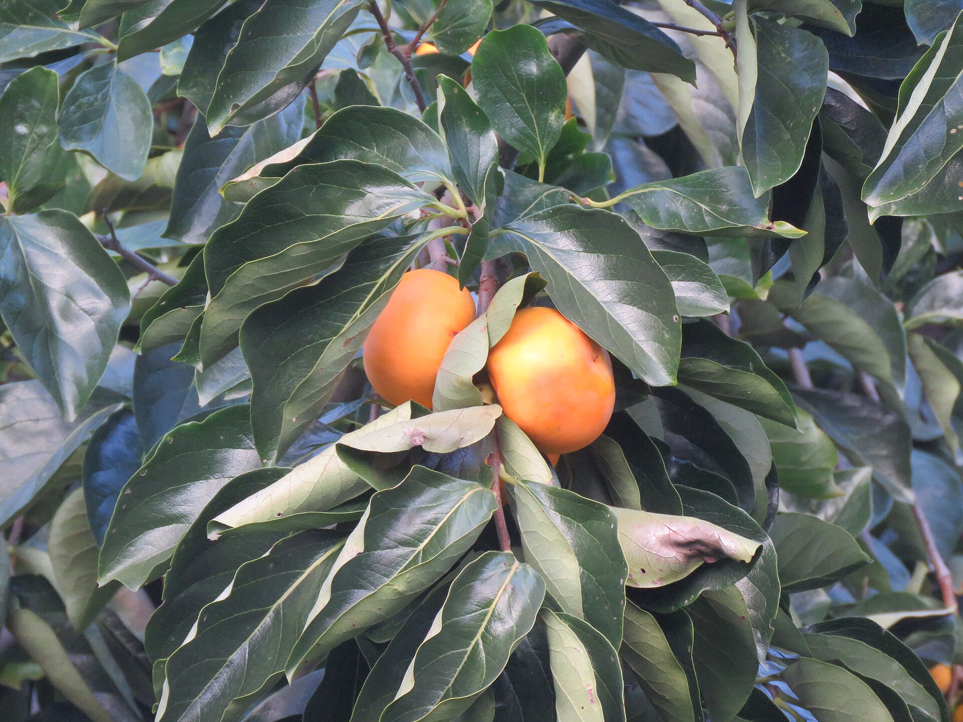 Close-up on two persimmons hanging from a branch.