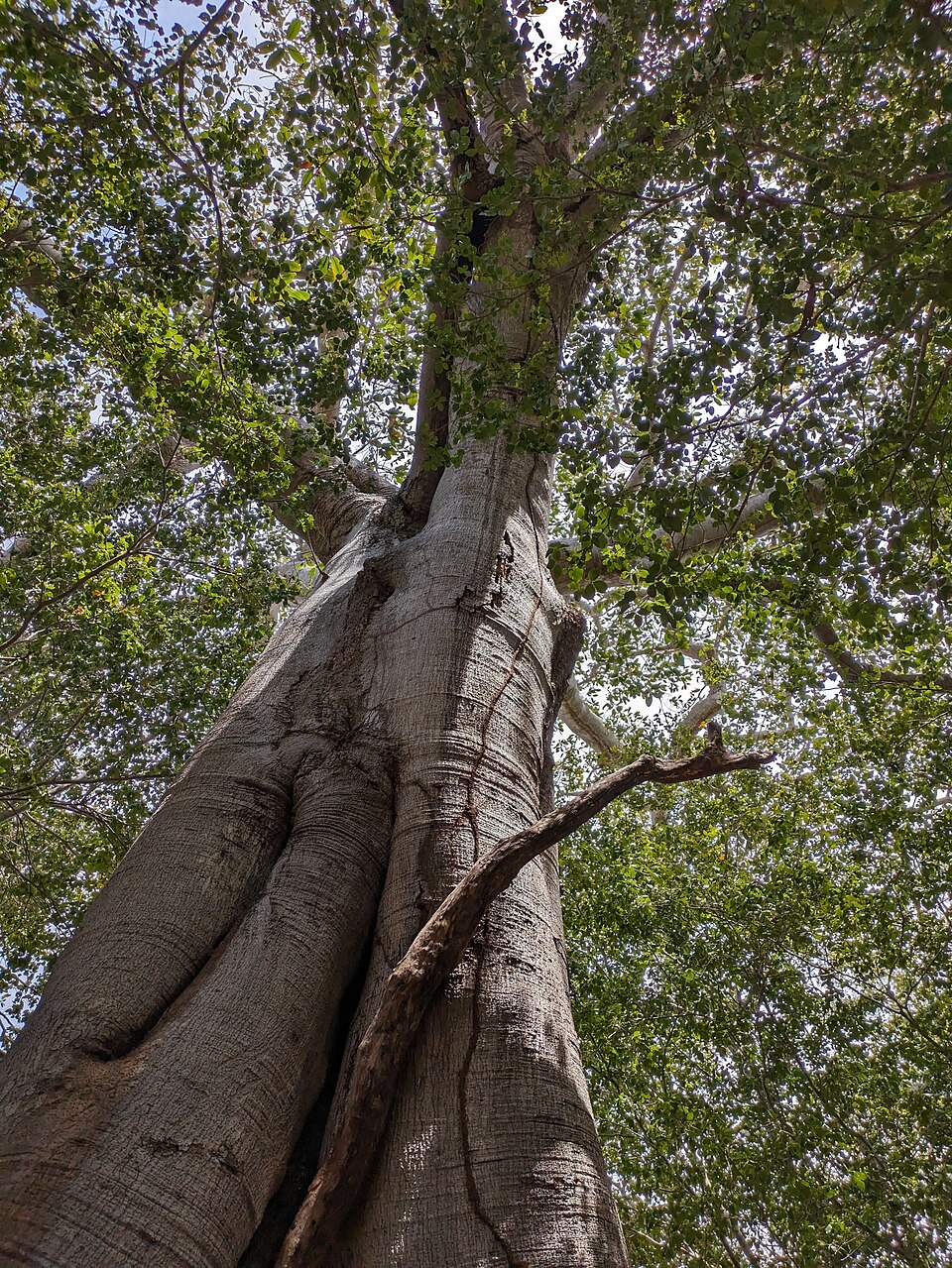 View from beneath fig tree