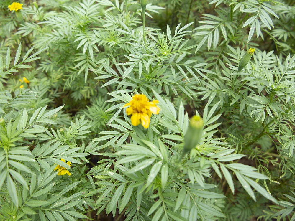 Green marigold leaves and yellow blossoms