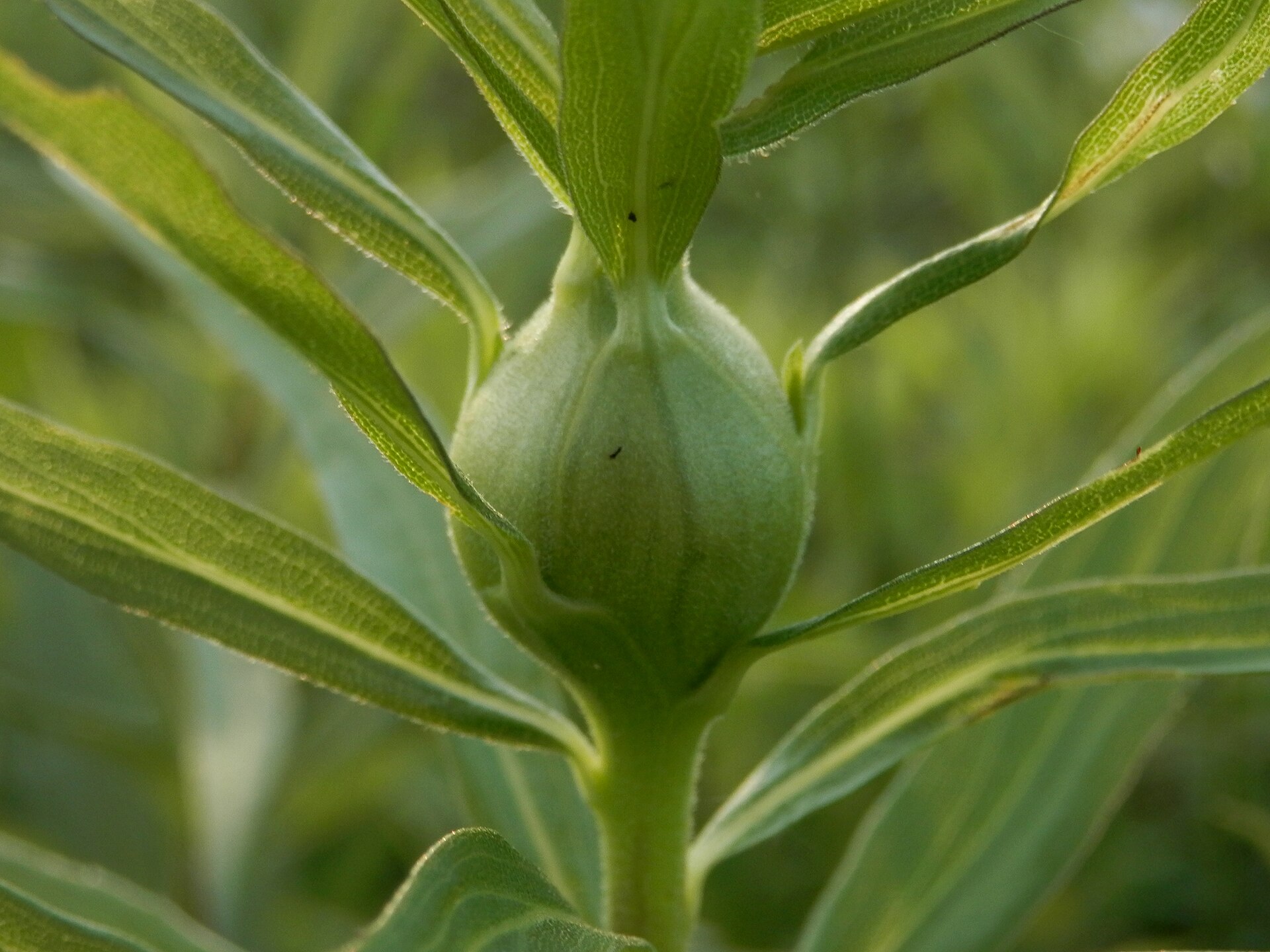  Goldenrod Gall Fly larve (Eurosta solidaginis) growing inside Goldenrod stem in Guelph, Ontario, Canada.