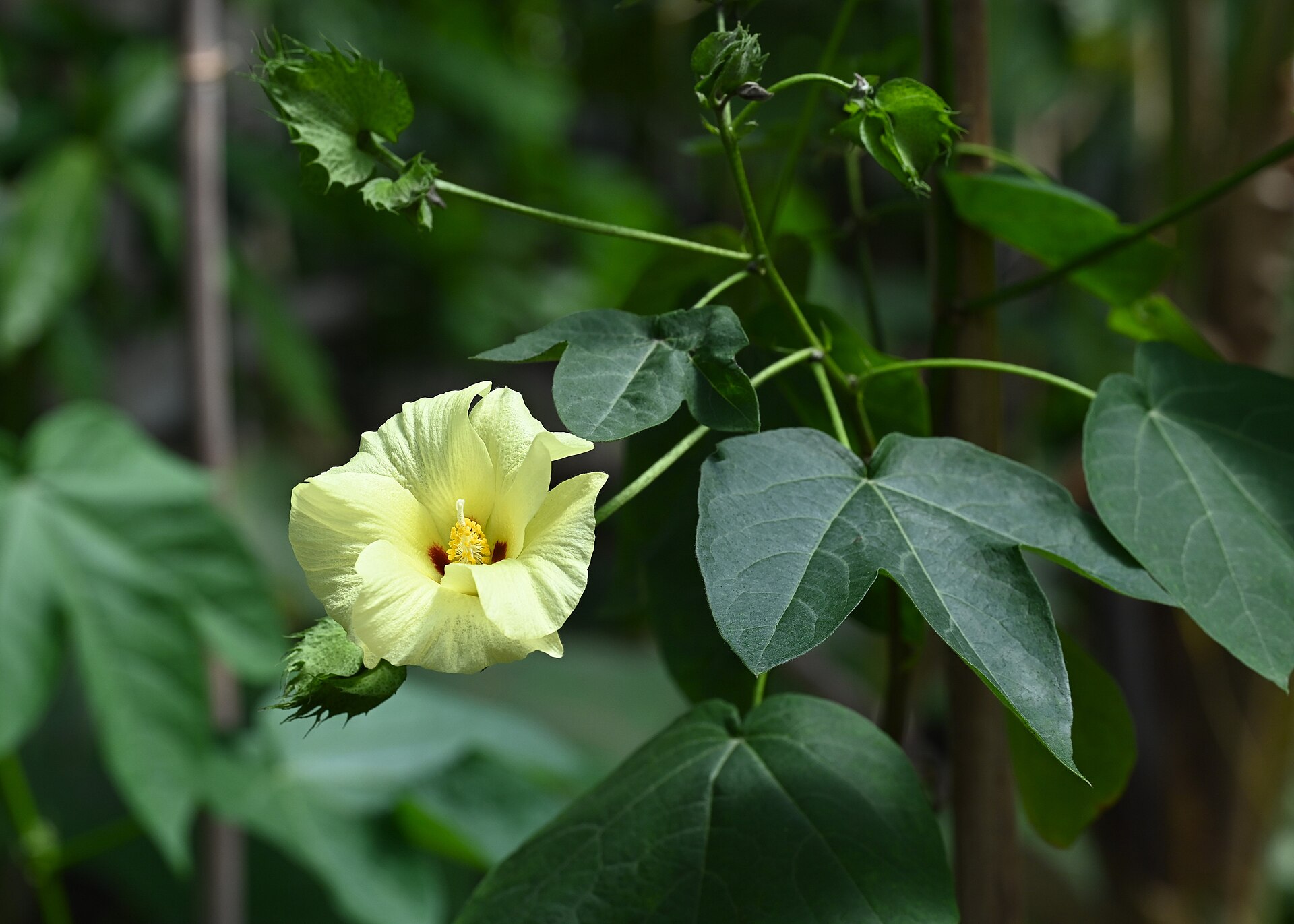 Gossypium hirsutum blooming with a yellow flower and three lobed leaves branching from main stem.