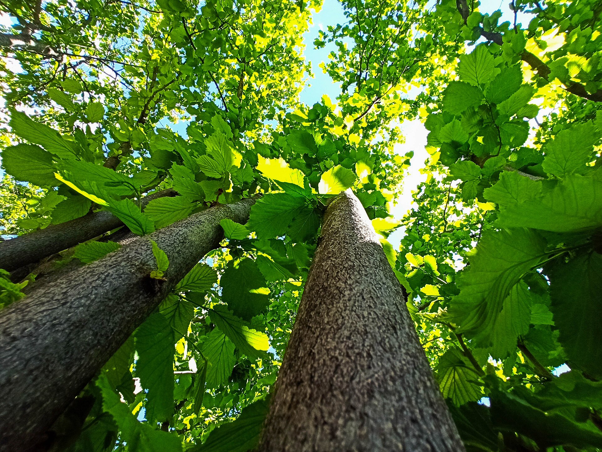 View from beneath hazelnut trees with sun shining through the leaves
