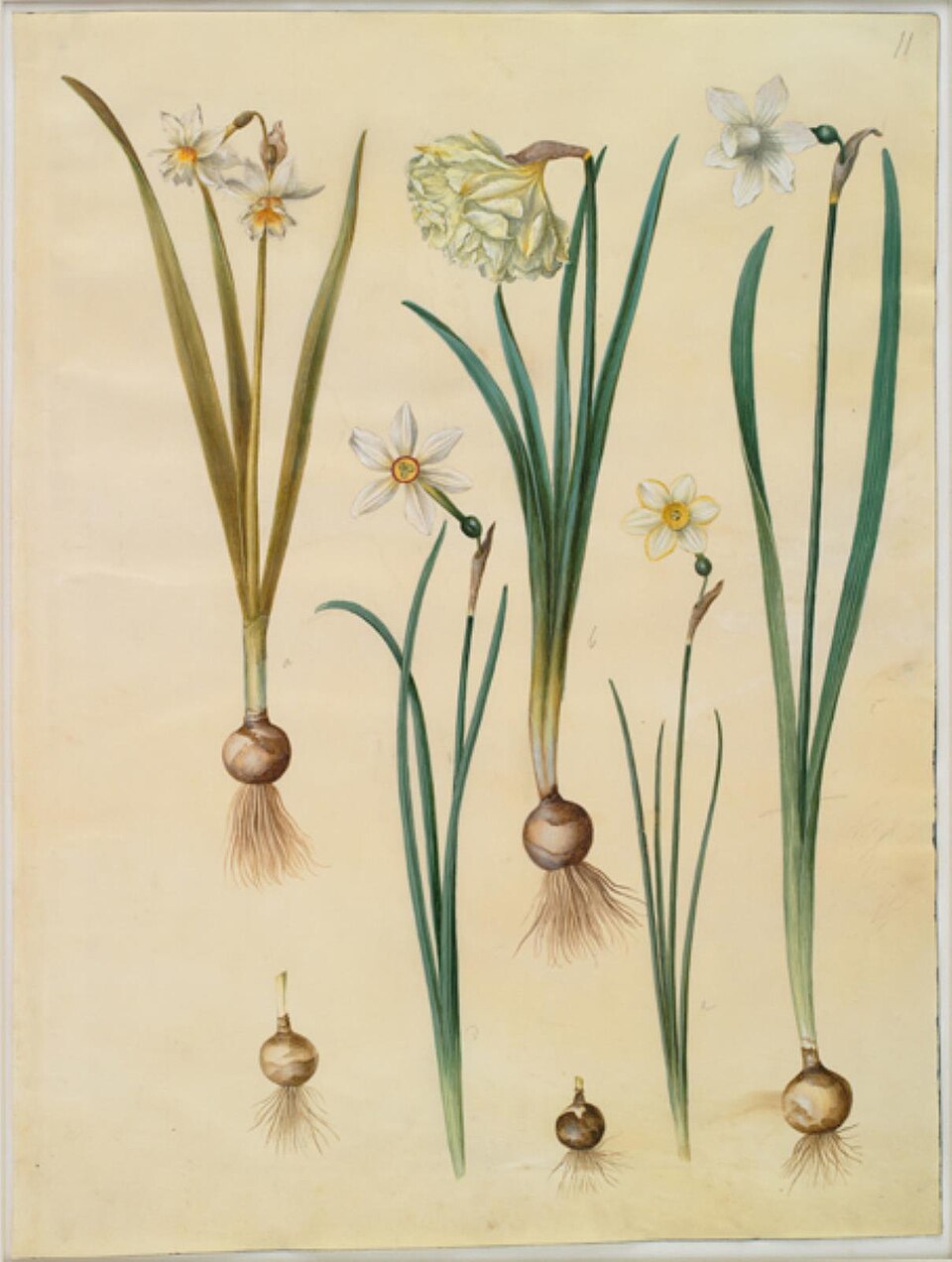 Color botanical illustration of daffodils