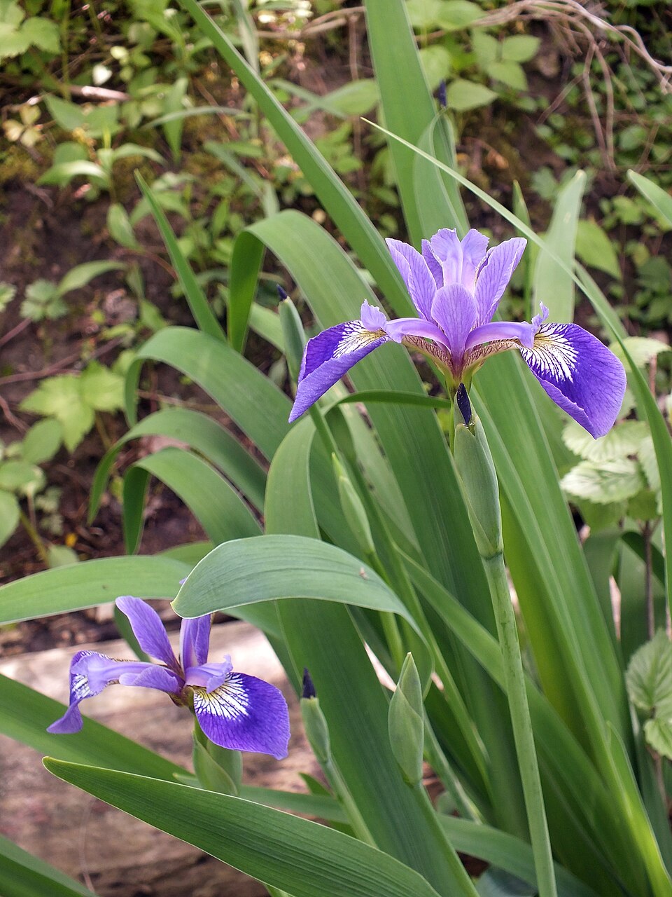 Blue Flag (Iris versicolor) blooming in Bird Park, Mount Lebanon, Pennsylvania