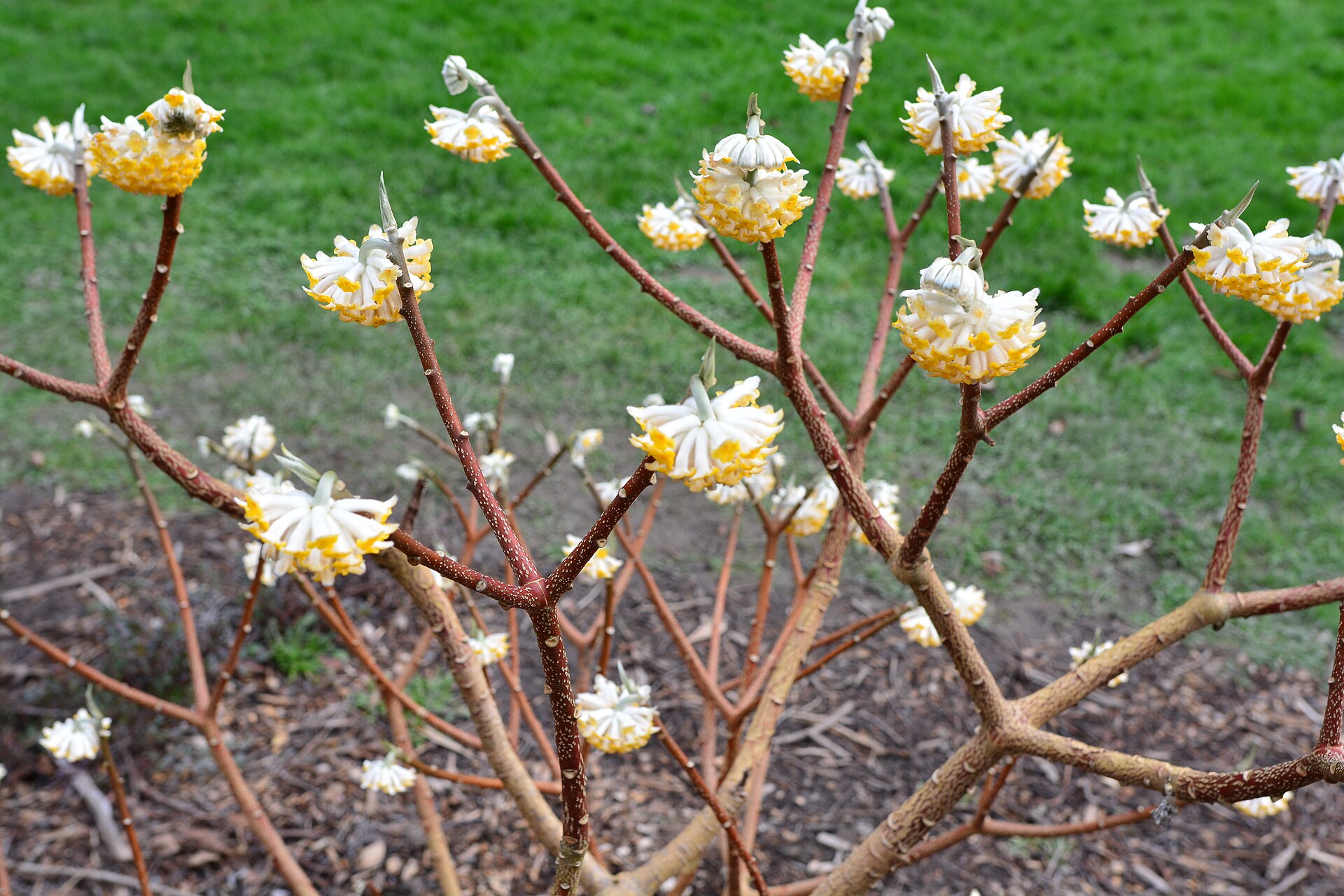 Edgeworthia chrysantha 'Nanjing Gold', J.A. Witt Winter Garden, Washington Park Arboretum, Seattle, Washington.