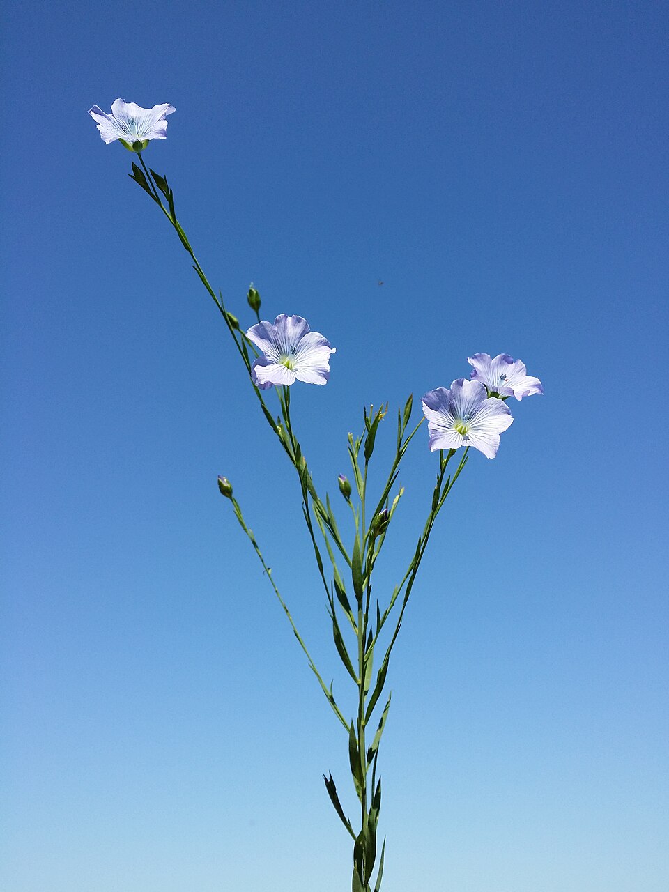 light colored flax blossoms with green stalks against blue sky. 