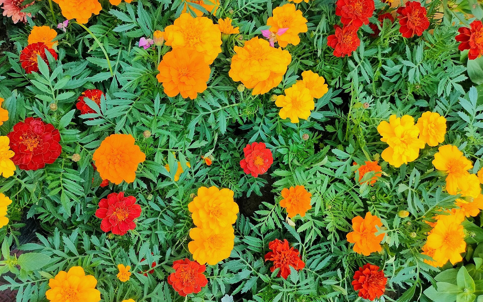 Marigold Plant