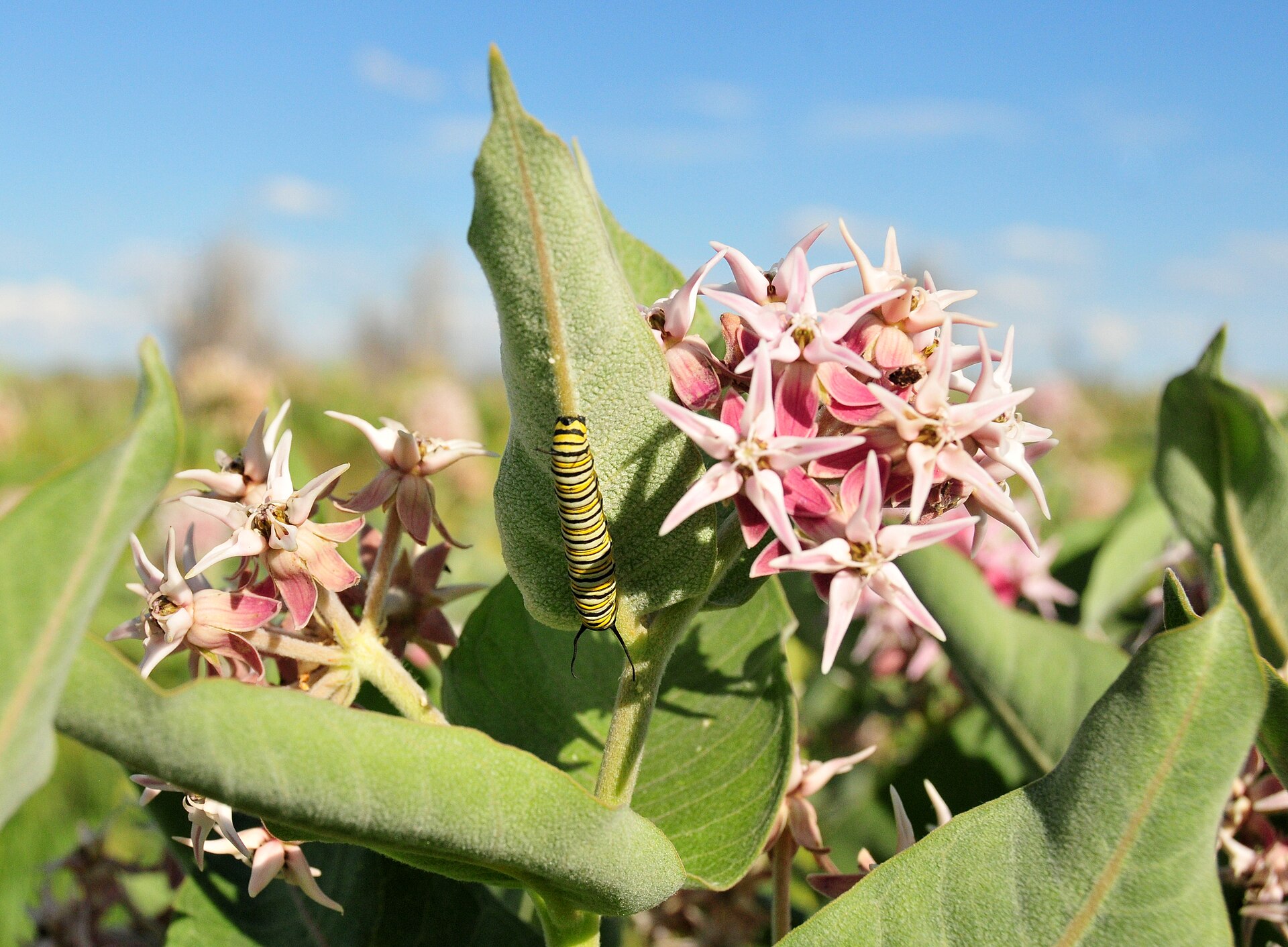 A monarch caterpillar feeds on showy milkweed on Seedskadee National Wildlife Refuge in Wyoming. Photo: Tom Koerner/USFWS