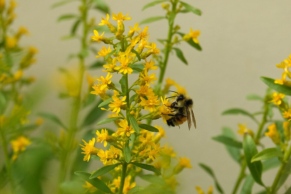 Goldenrod blossom with bee