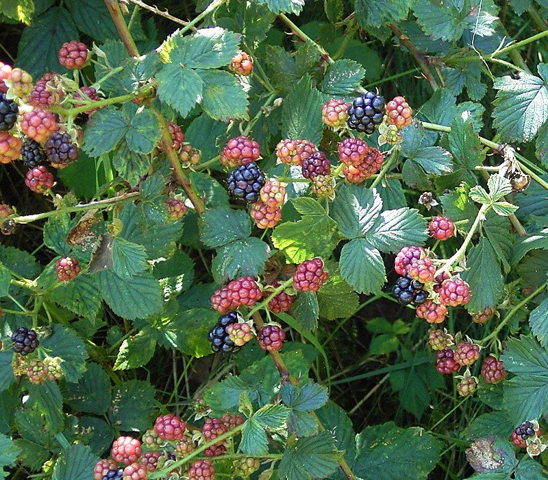 Ripe and unripe berries on blackberry bush 