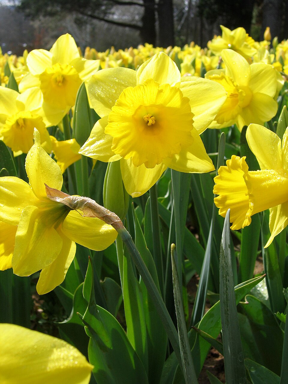 Yellow Daffodils, 2005 Floriade, Canberra