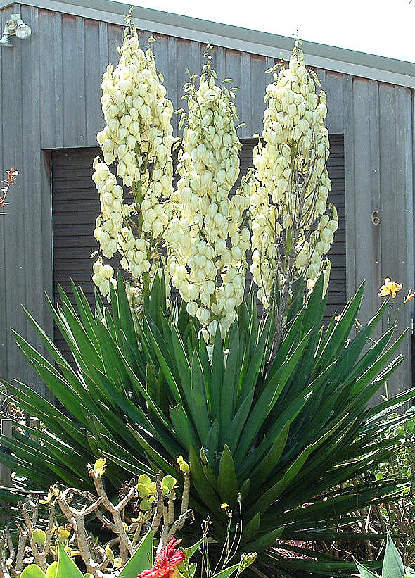Superb spiking of yukka filamentosa near Kerikeri, New Zealand