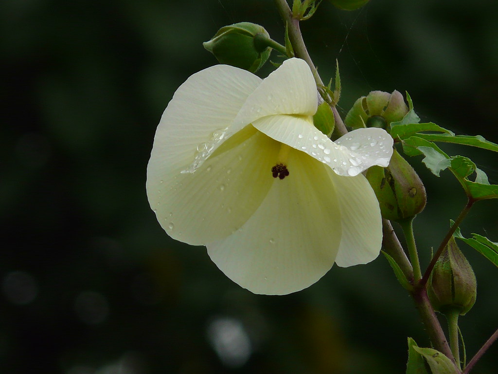Close-up on aibika flower, pale yellow with dark purple pistil. 