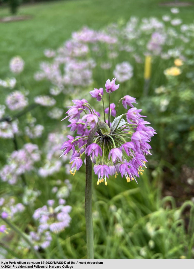 Close-up on onion flower head; small purple blooms arranged in a spherical shape.