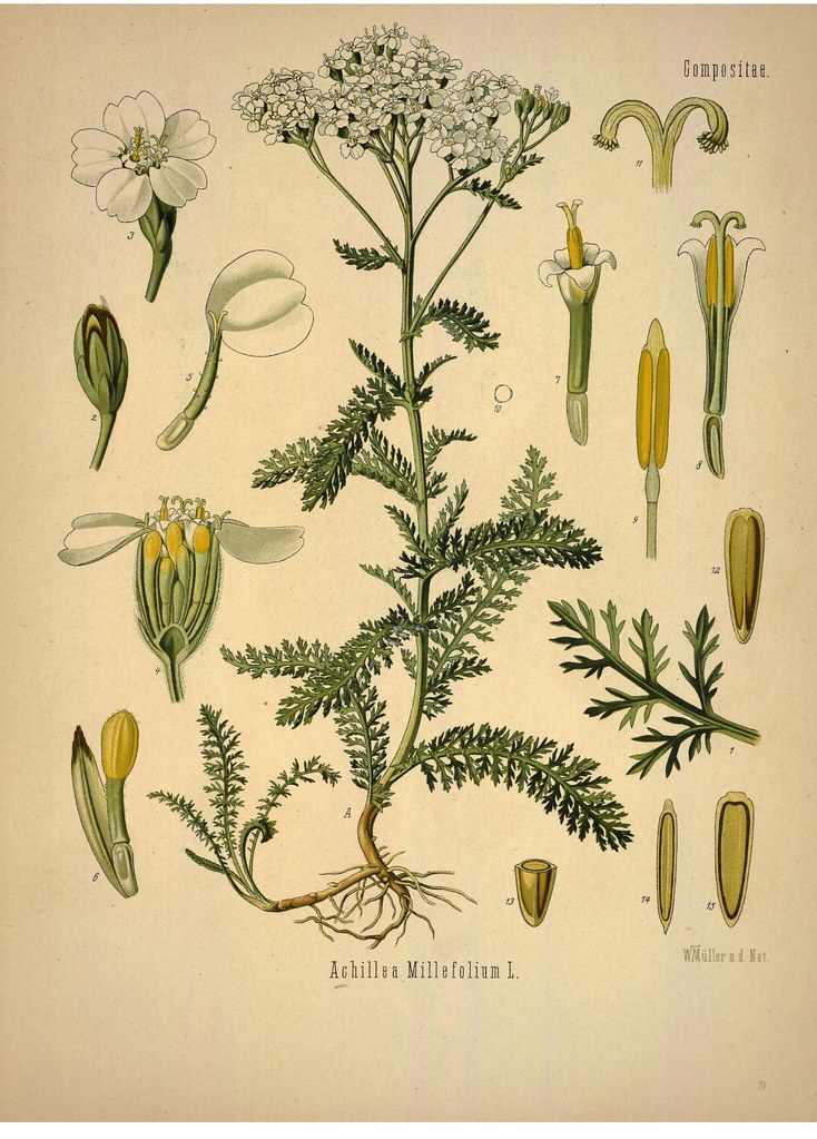 Botanical illustration of yarrow flowers showing roots, stem, and flower shape.