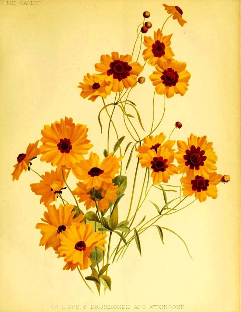 Botanical illustration of yellow coreopsis flowers with dark red centers and three-pointed petals.