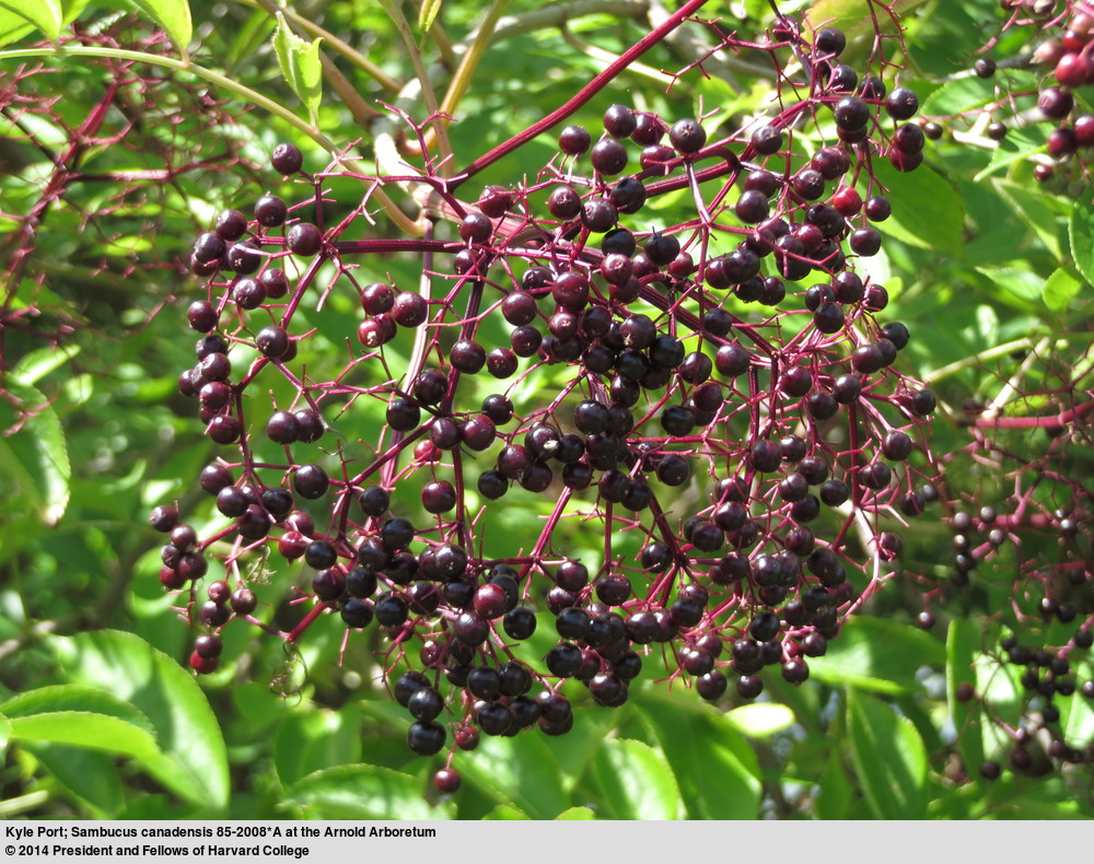 Small, dark purple berries on pink stems against a leafy green background.