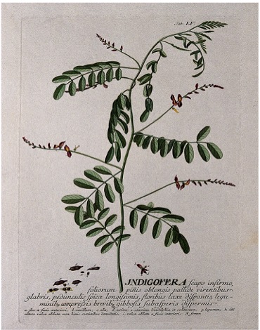 Botanical illustration of Japanese indigo with a Latin caption.