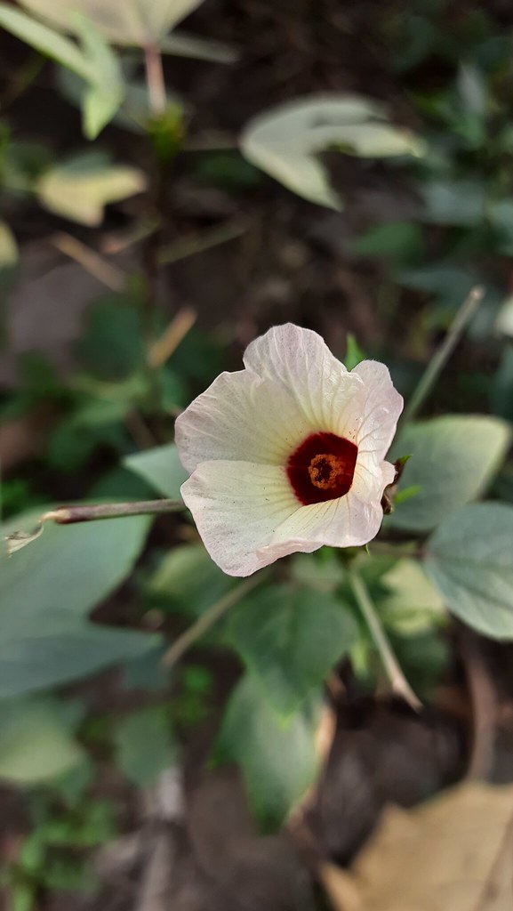 Kenaf plant with pale flower and purple center.