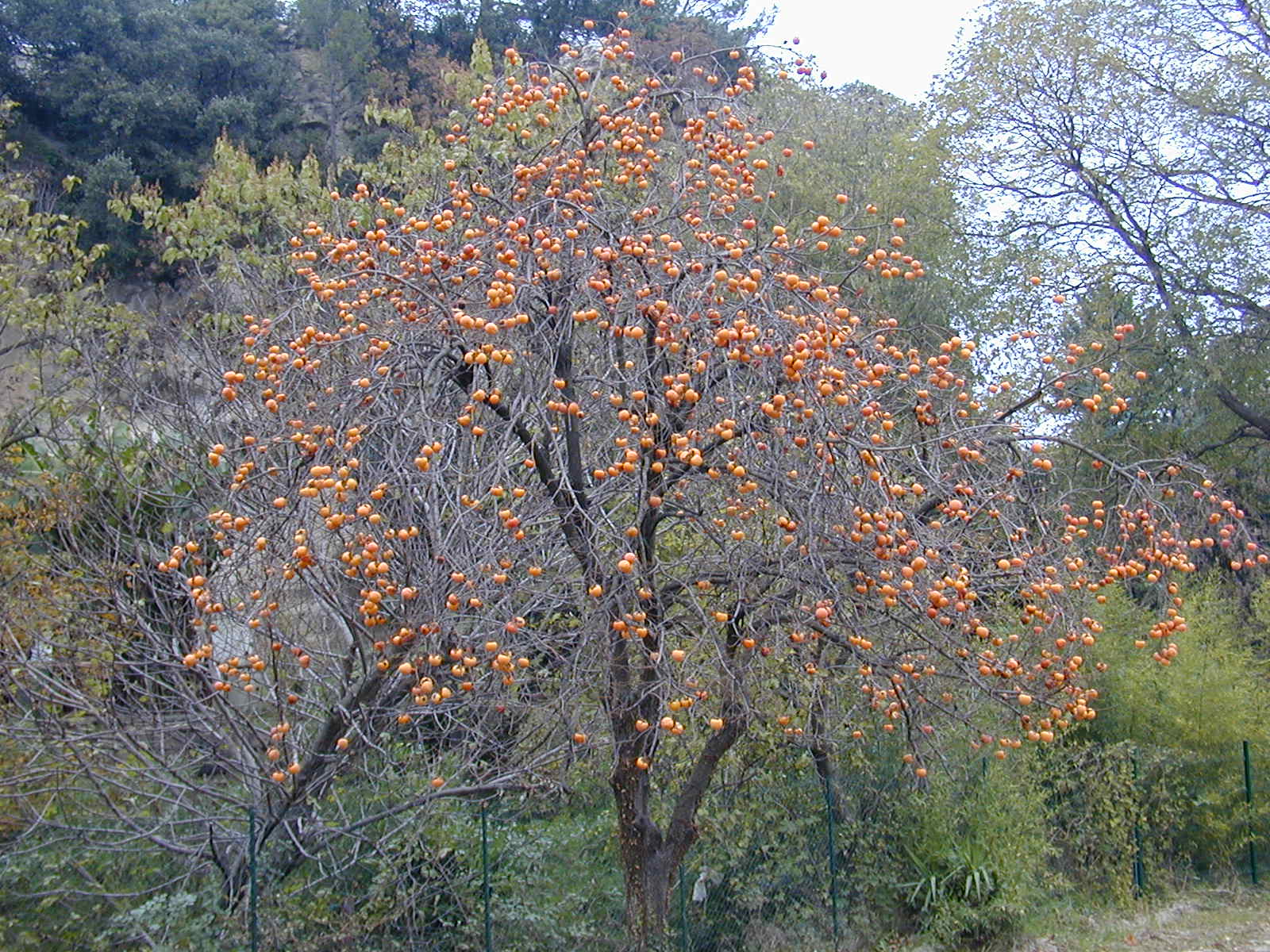 Large tree with no leaves bearing orange fruit.