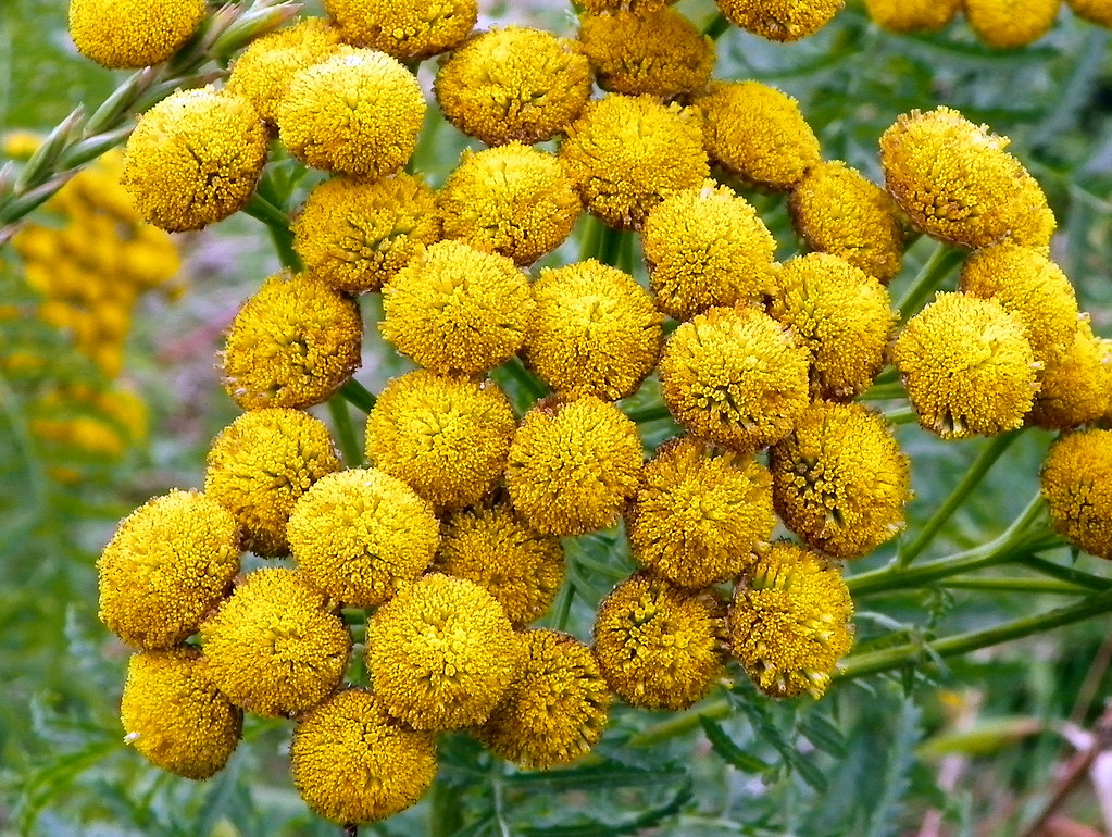 Round yellow flowers made up of many tiny yellow petals.