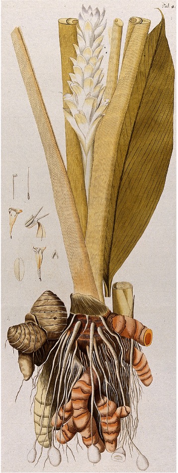 Botanical illustration of a turmeric plant, showing roots and rhizomes, stem, leaves, and flower.
