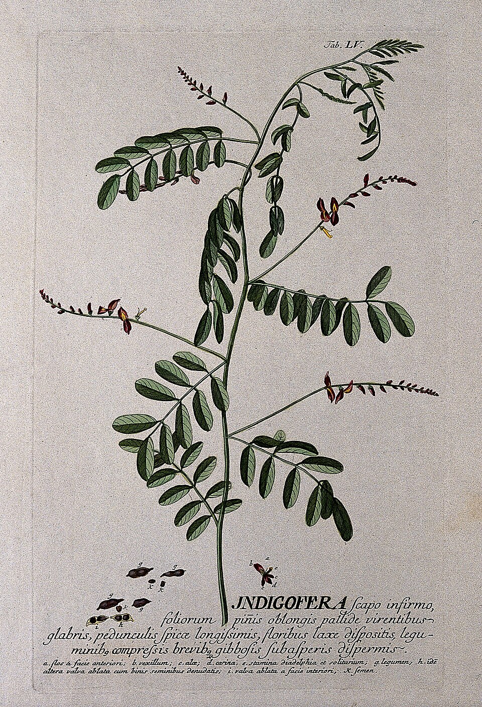 Botanical illustration of Japanese Indigo