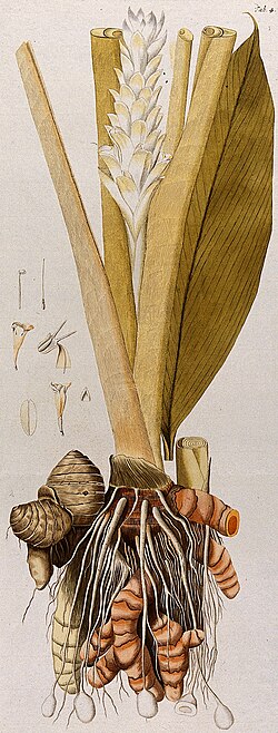 Botanical illustration of turmeric