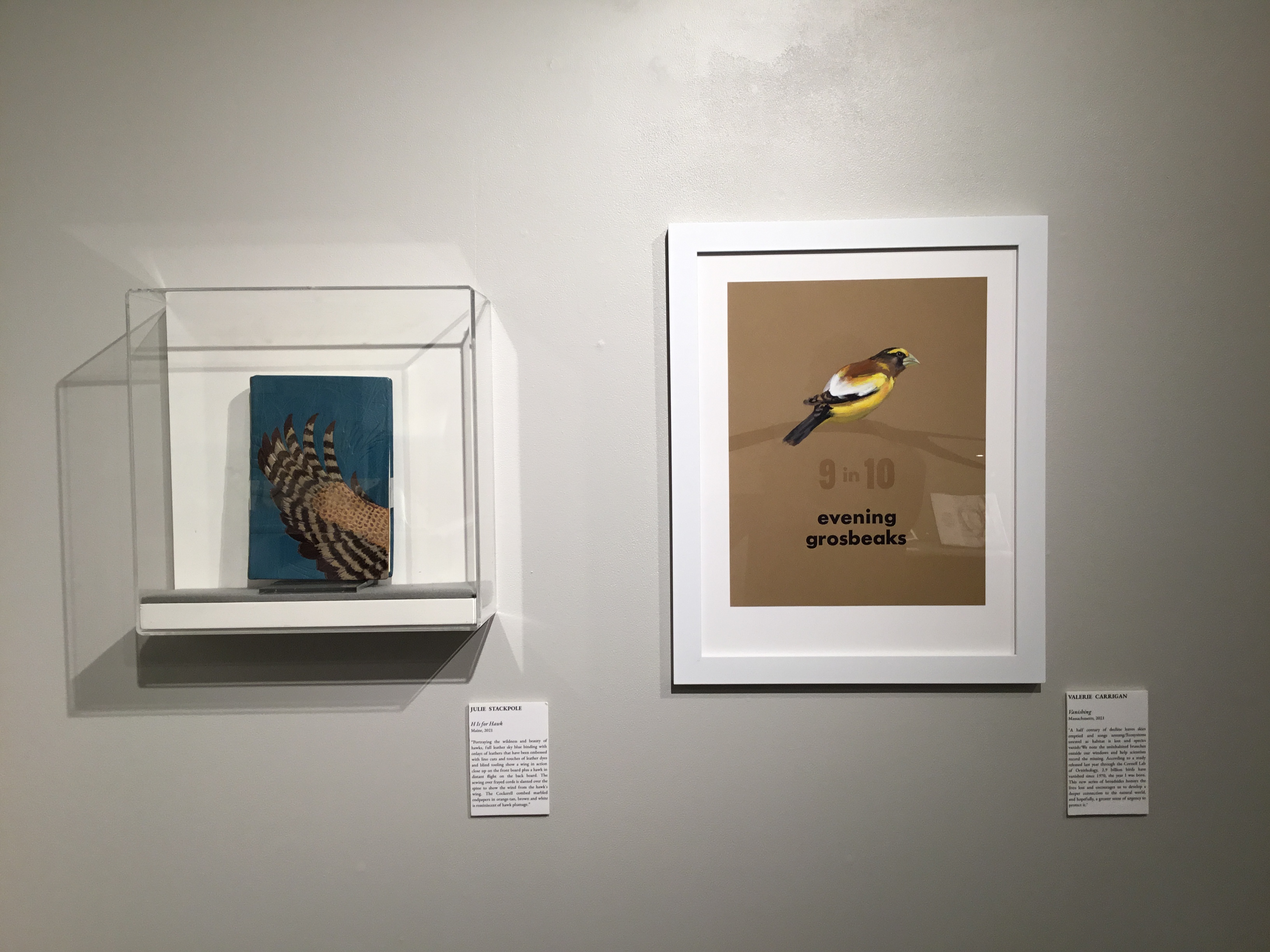A partial wall on the south side of the large gallery features a wall mounted case with a teal leather book cover of a hawk's wing next to a framed letterpress printed and hand painted image of an evening grosbeak on kraft colored paper.