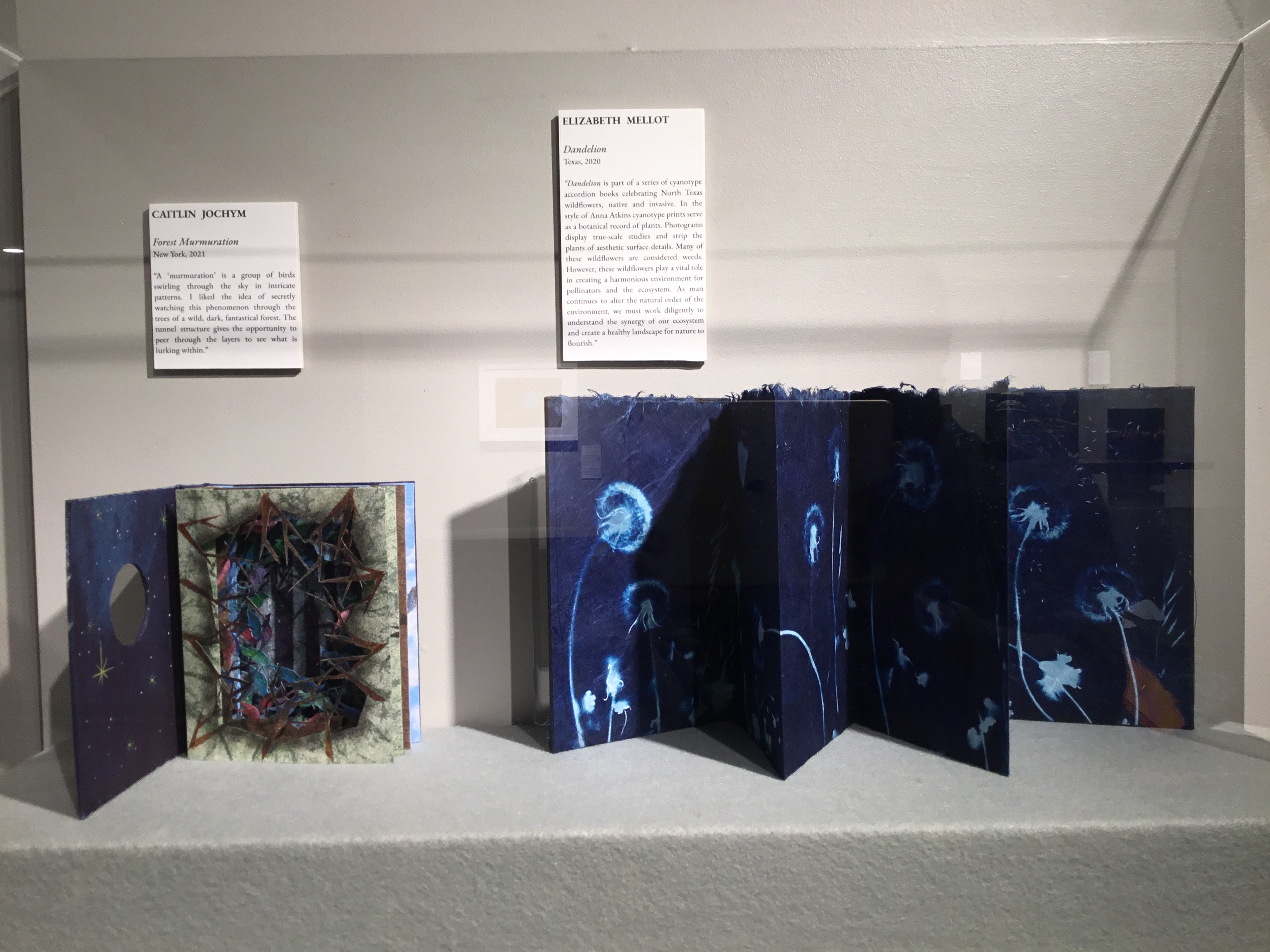 A hanging plexiglass wall case in the small gallery containing two items; a tunnel book with a forest motif and an accordion book with cyanotypes of dandelions.