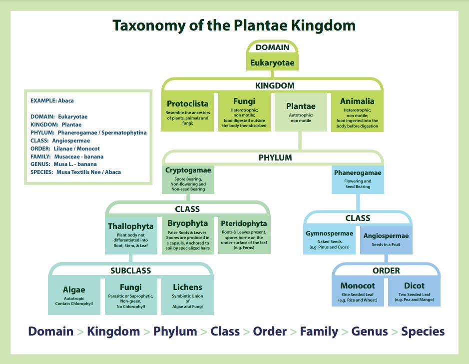 Taxonomy of the plantae kingdom with pictures of the plants