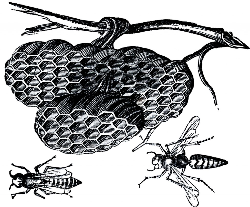Black and white engraving of a cross-section of a wasp's nest