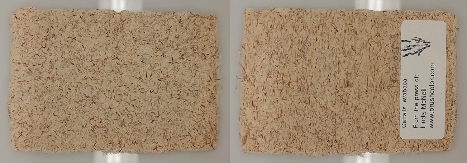 Off-white, rectangular piece of paper with small pieces of cattail throughout, front and back.