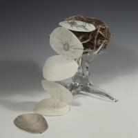 A light-weight, handmade paper accordion book flutters downward from a bird's nest in "Before We Were Born: Nest" by Andrea Peterson.  The thin pages of the book contain drawings; the bottom of the nest, a mammilian jawbone, a daisy, and a root.  A glass three-clawed stand holds the nest in its perch above a white table.