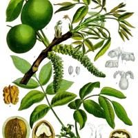 Botanical Illustration page from Kohler's Medical Plants. This illustration features a blooming walnut branch crossing the page diagonally from the lower left corner to the upper right corner and a stem of leaves crossing in the opposite direction from the center bottom of the page to the upper left corner. Spread along the bottom edge of the page  are cross sections of the hull, shell, and meat of the plant. In the upper left corner two green circular hulls float above the branch and leaves.