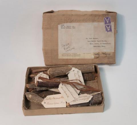 The bark samples in their original box, a reused cardboard post box