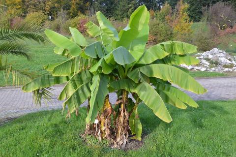 Musa basjoo tree with live, green leaves spreading upwards, and dead, browning leaves falling towards the ground.