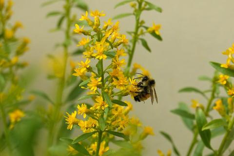 Goldenrod blossom with bee